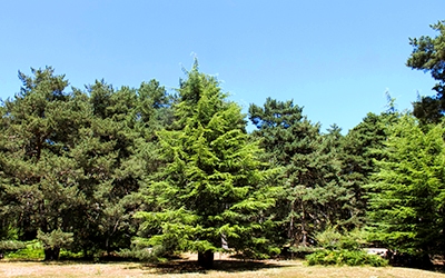 Bosque cambio climatico portada